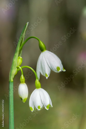 Summer snowflake (Leucojum aestivum).