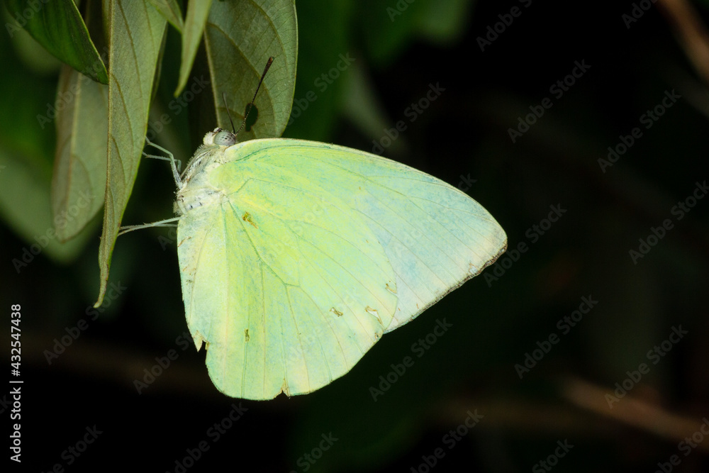 a lime color butterfly roosting on a leaf at night against black background. a lime color butterfly roosting on a leaf at night against black background.