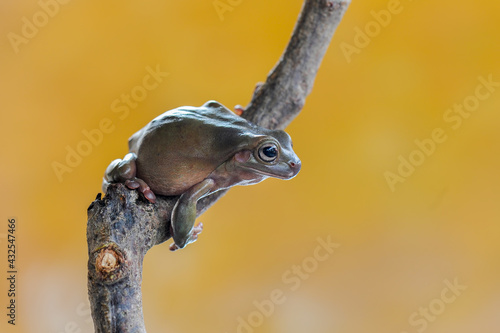 Dumpy frog on a branch