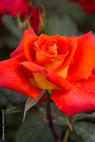 Coral color or orange rose ...