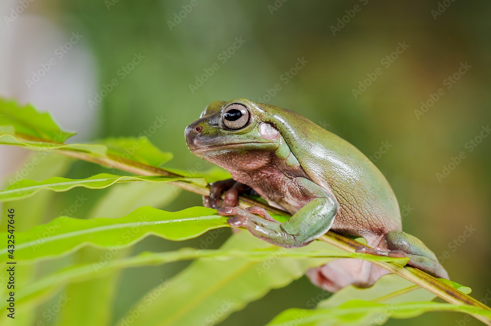 Fototapeta premium Dumpy frog on a branch