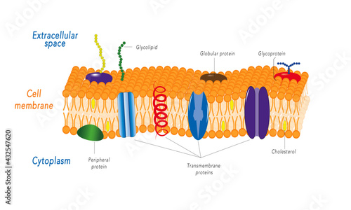 Lipid bilayer [cell membrane] 
