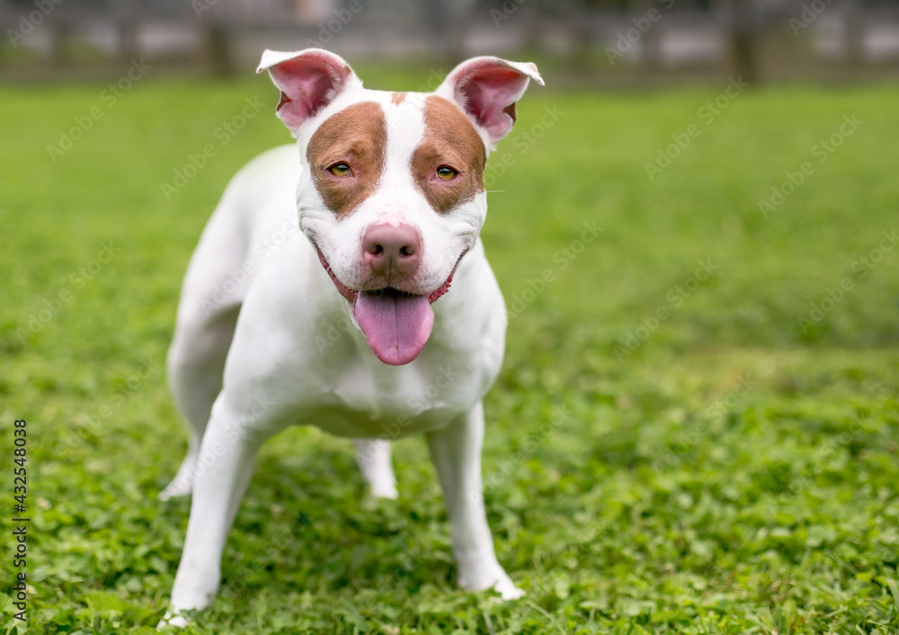 A red and white Pit Bull Terrier mixed breed dog standing outdoors