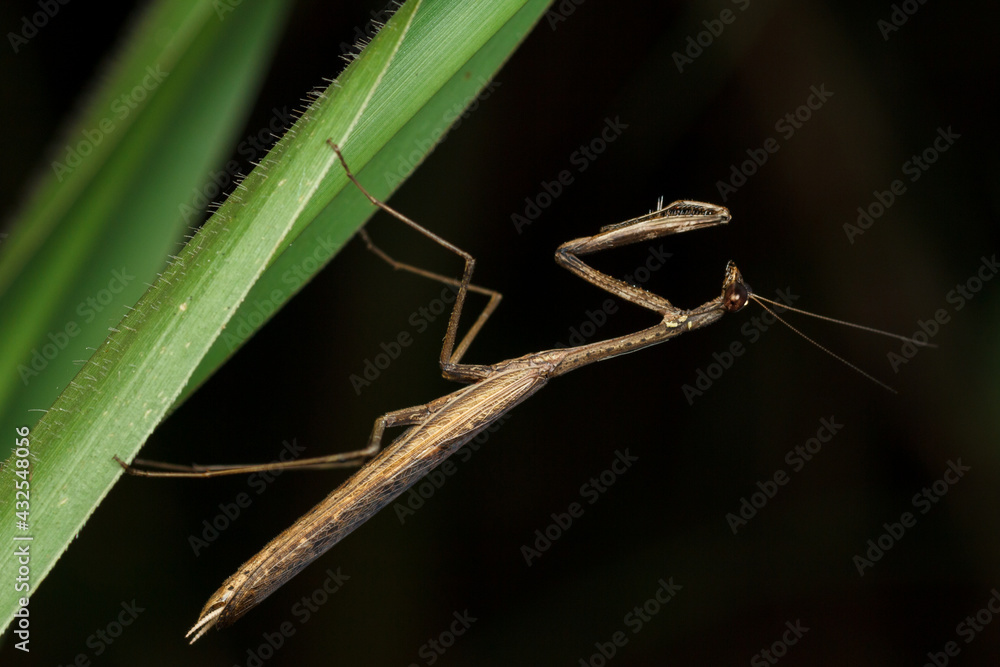 A young praying mantis hanging on a green leaf against black background A young praying mantis hanging on a green leaf against black background