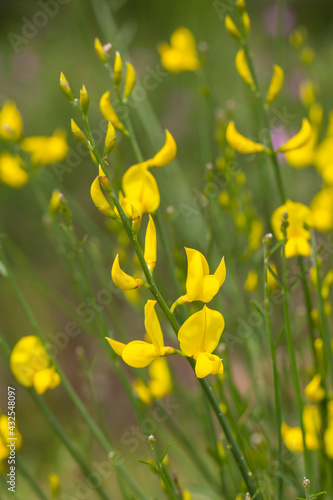Fototapeta Naklejka Na Ścianę i Meble -  Wild yellow flowers; scientific name; Spartium junceum