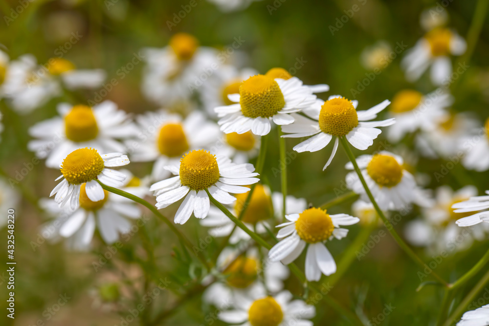Wild plant; scientific name; Matricaria chamomilla Wild plant; scientific name; Matricaria chamomilla