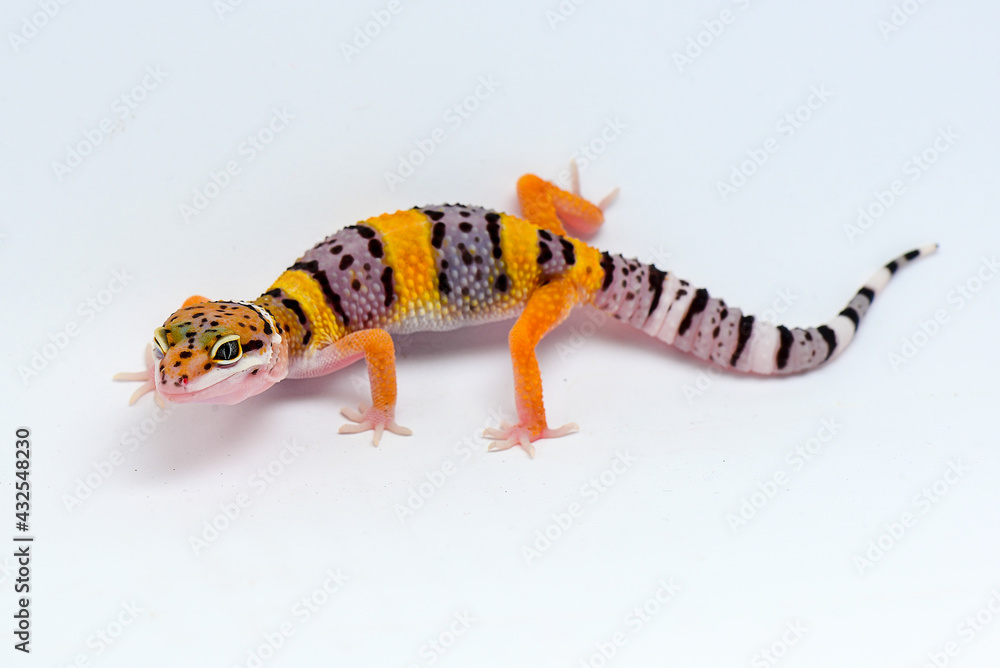 Naklejka premium Leopard Gecko on a white background