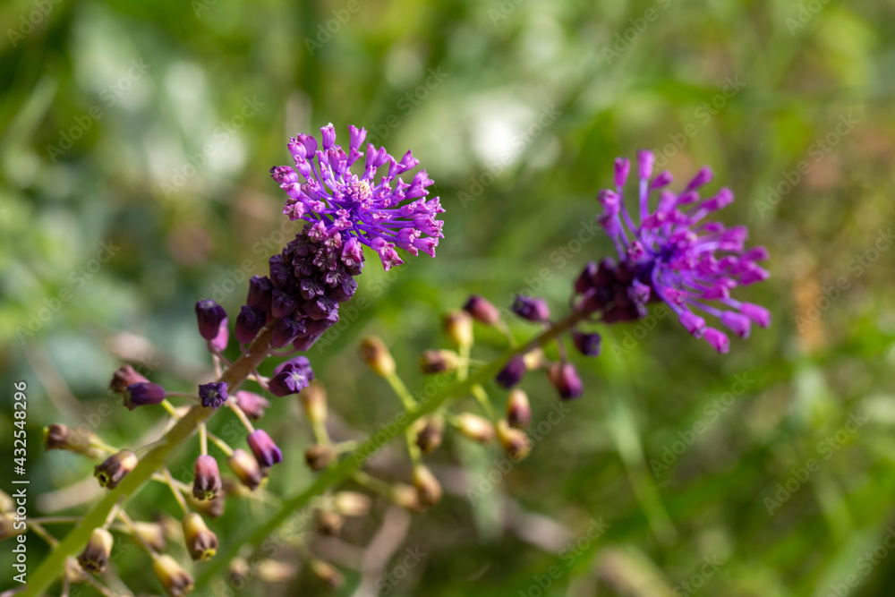 Wild plant; scientific name; Leopoldia Comosa Wild plant; scientific name; Leopoldia Comosa