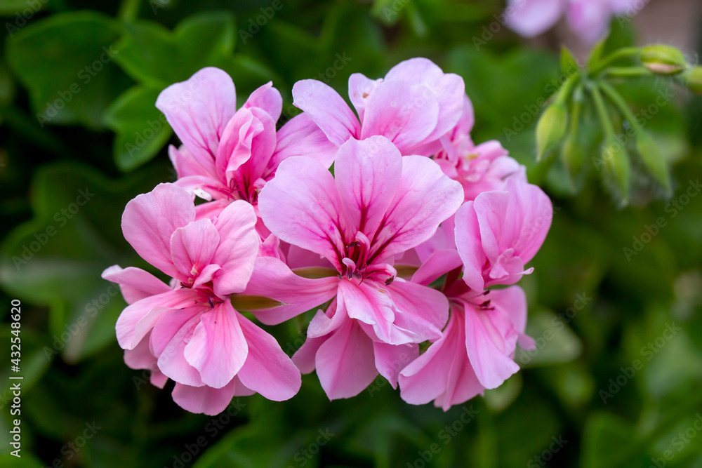 Pelargonium peltatum is a scrambling perennial plant with shallow somewhat fleshy leaves, sometimes with a differently coloured semicircular band, that has been assigned to the cranesbill family.