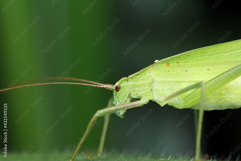 side profile of the Katydid resting on a leaf against black and green background. 
