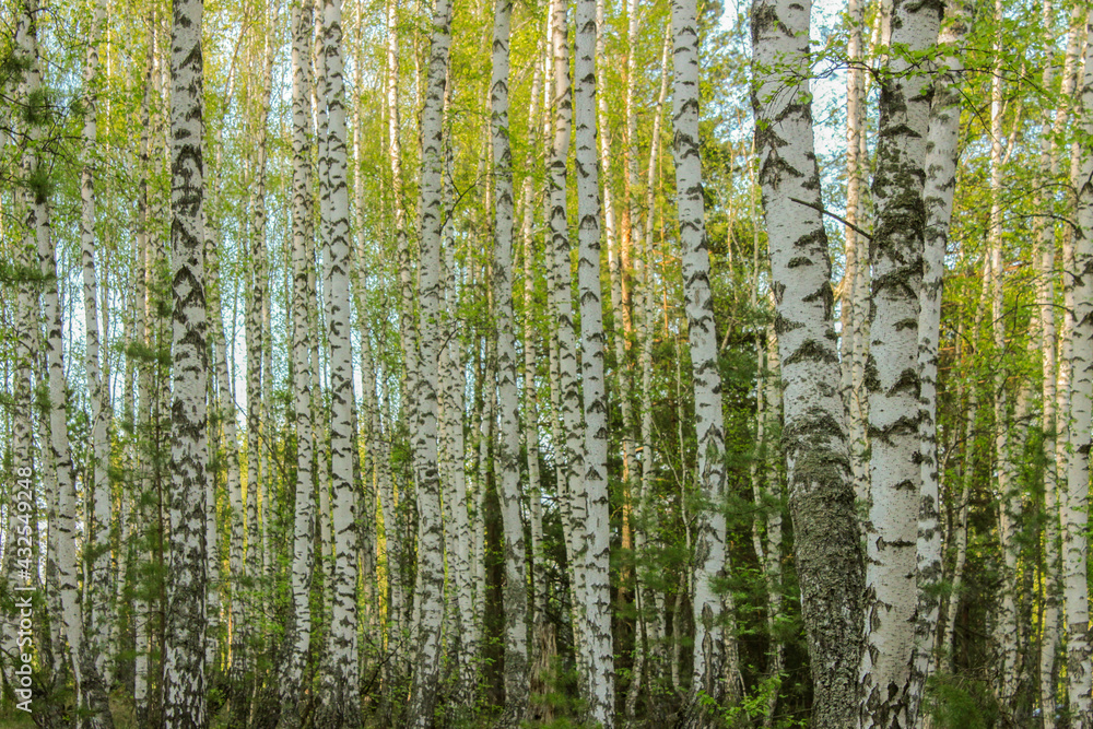 Trunks of birches