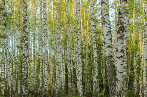 Fototapeta Naklejka Na Ścianę i Meble -  Trunks of birches