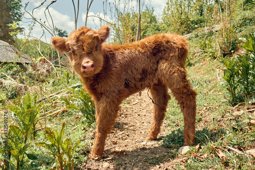Newborn Highland calf in the field