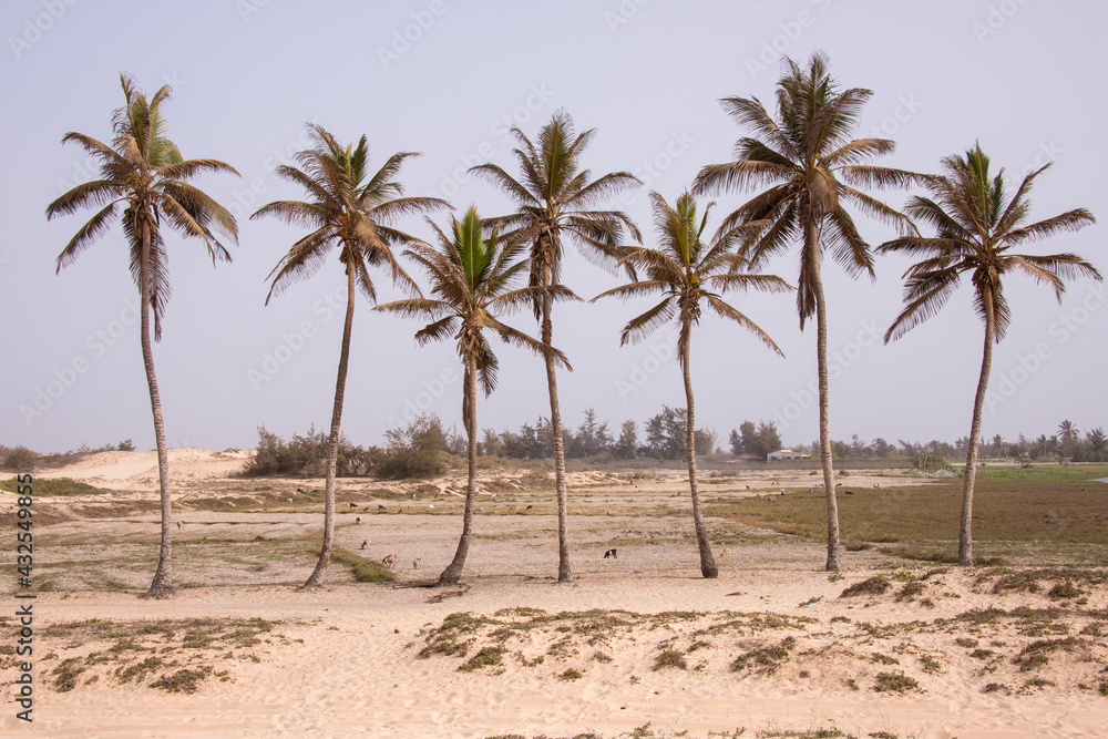 Palmeral en la costa norte de Senegal