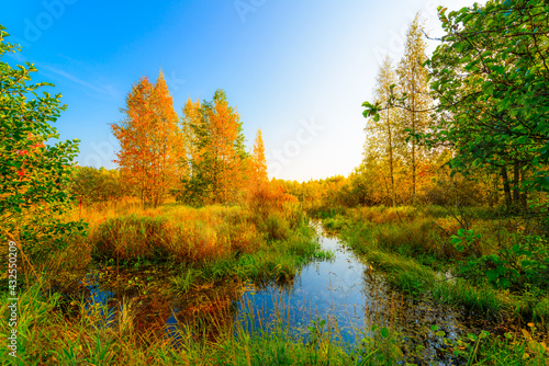 Colorful autumn forest on a sunny day, wet swamps overgrown with vegetation