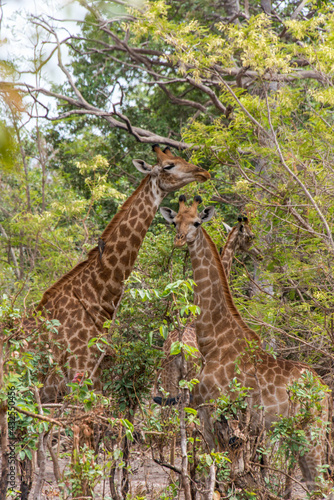 Jirafas junto a una acacia en una reserva natural de Senegal