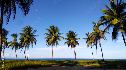 palm trees on the beach © Janielly