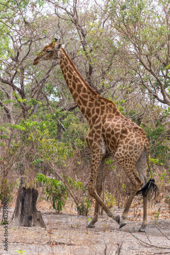Jirafa en una reserva natural de Senegal
