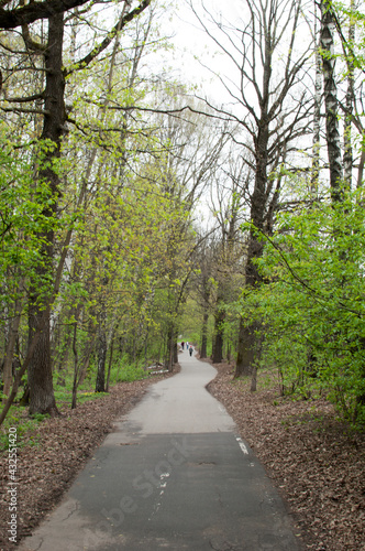 Panoramic view of the asphalted alley of the park. Spring in the park, people walk along the alley.