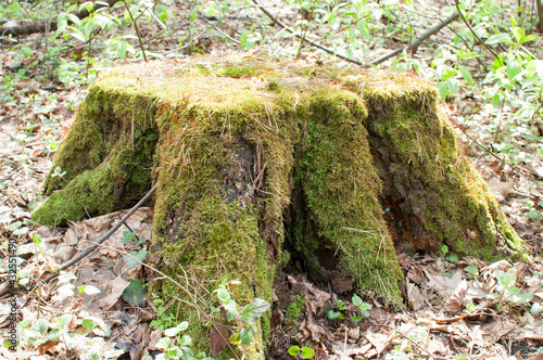On a blurred background of the river and the banks of the old stump. A large stump is overgrown with moss.