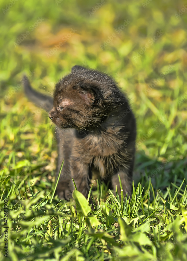 cute little kitten in the spring among the grass cute little kitten in the spring among the grass