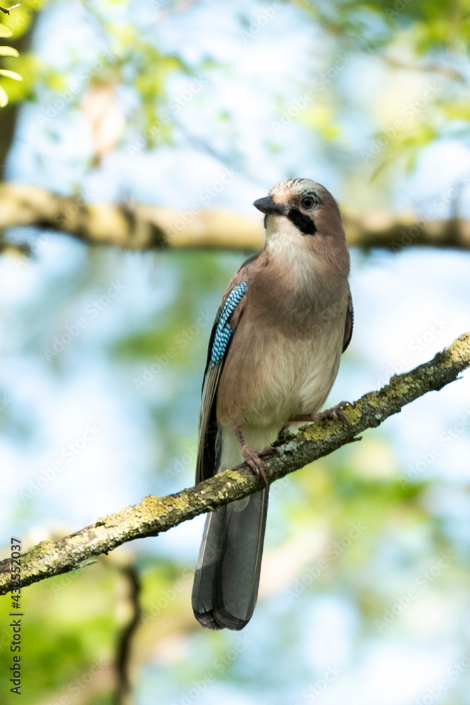 Jay in the wood