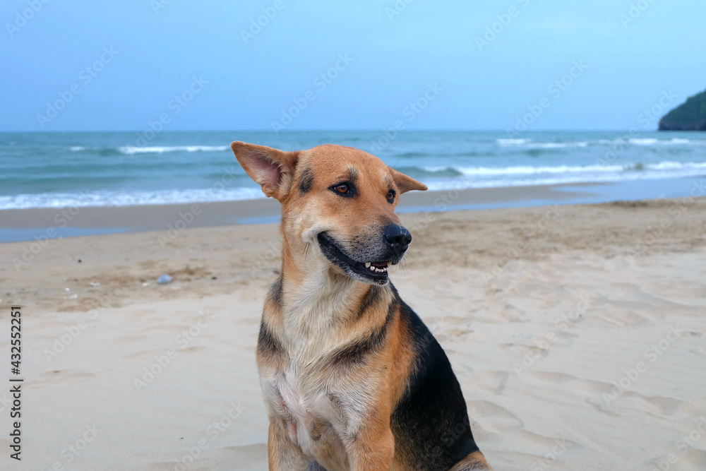 Dog Relaxing on the Beach and Happy when saw Beach and Sea Dog Relaxing on the Beach and Happy when saw Beach and Sea