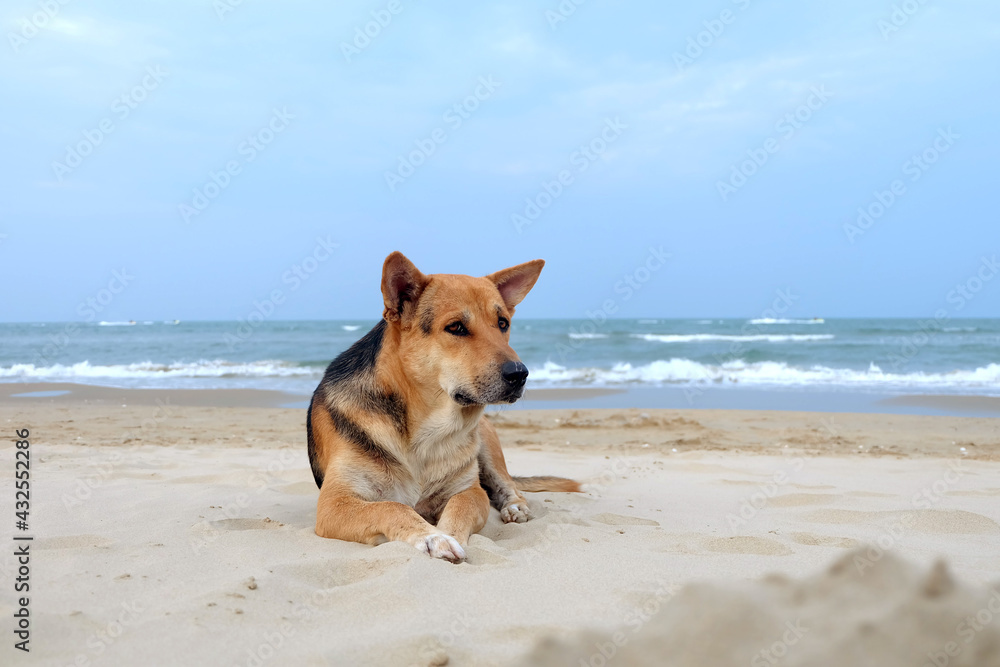 Dog Relaxing on the Beach and Happy when saw Beach and Sea