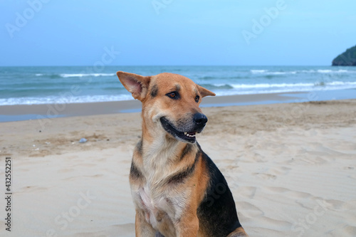 Dog Relaxing on the Beach and Happy when saw Beach and Sea