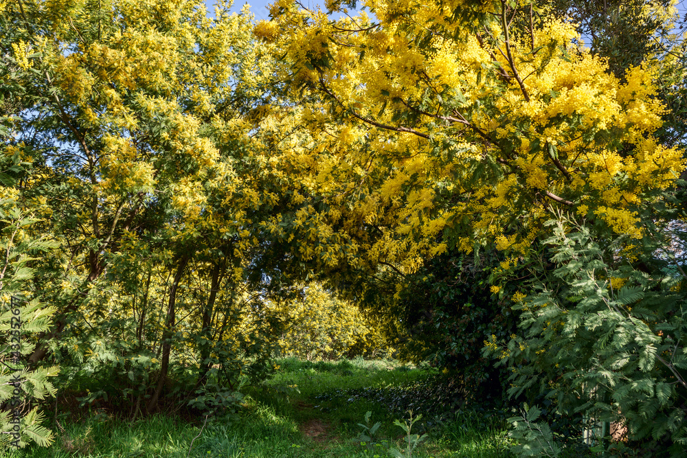 Forêt de mimosa. Tanneron, sud de France.