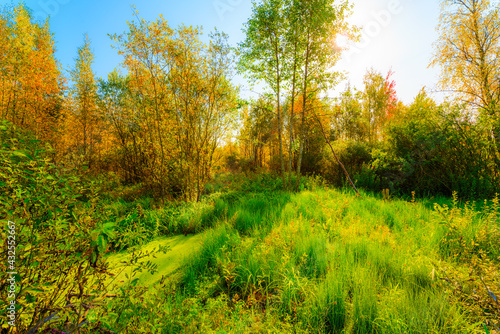 Colorful autumn forest on a sunny day  wet swamps overgrown with juicy vegetation in the rays of a bright sun