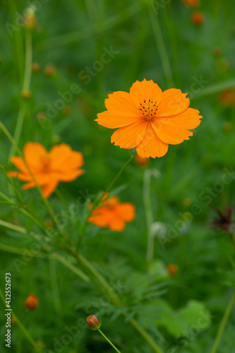 Yellow cosmos flower on green background