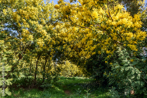 Fototapeta Naklejka Na Ścianę i Meble -  Forêt de mimosa. Tanneron, sud de France. 