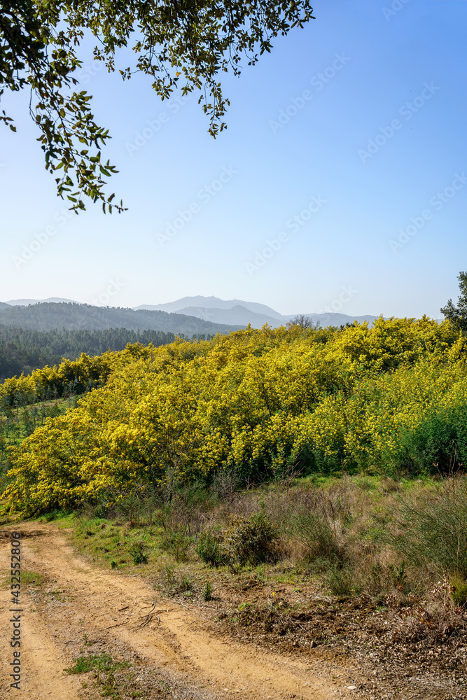 Forêt de mimosa. Tanneron, sud de France.