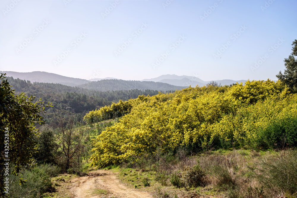 Forêt de mimosa. Tanneron, sud de France.