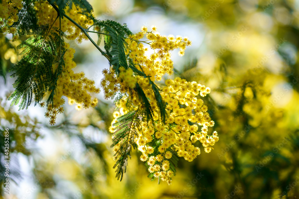 Branche de mimosa ensoleillé en fleurs.