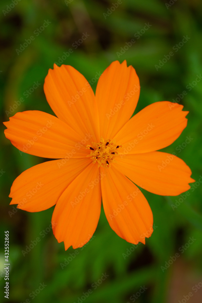 Orange yellow cosmos flower on green background Orange yellow cosmos flower on green background