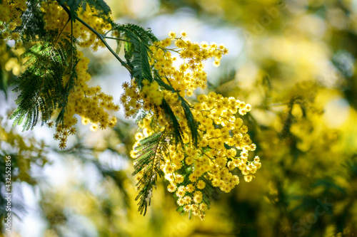 Obraz na płótnie Branche de mimosa ensoleillé en fleurs. w salonie