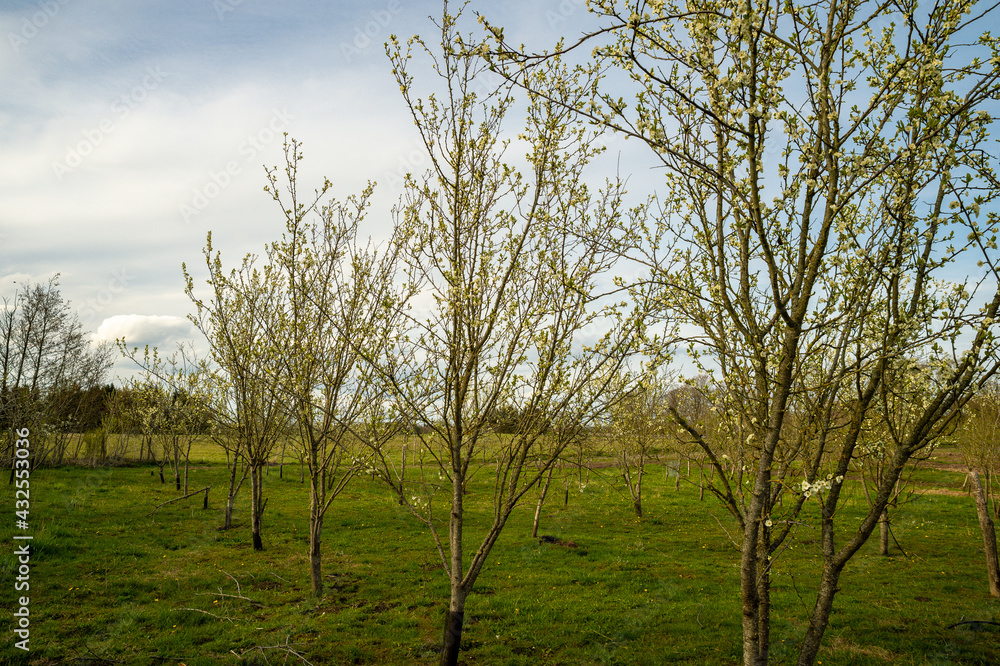 Obraz premium The plum trees spring out in the spring.