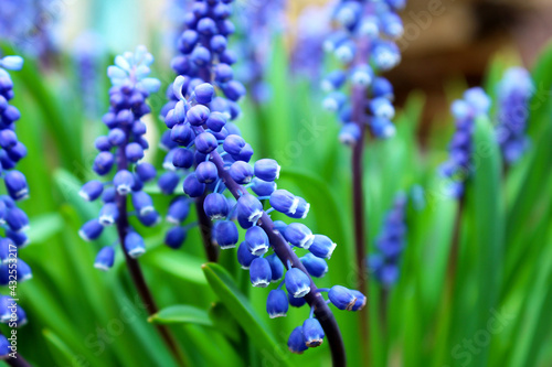 Beautiful blue flowers as a background image.