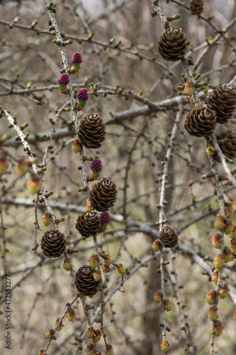 New and older cones on a branch