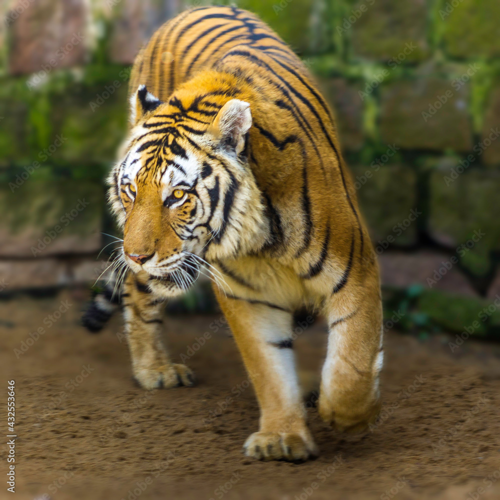 Fototapeta premium Tigre. Tiger.