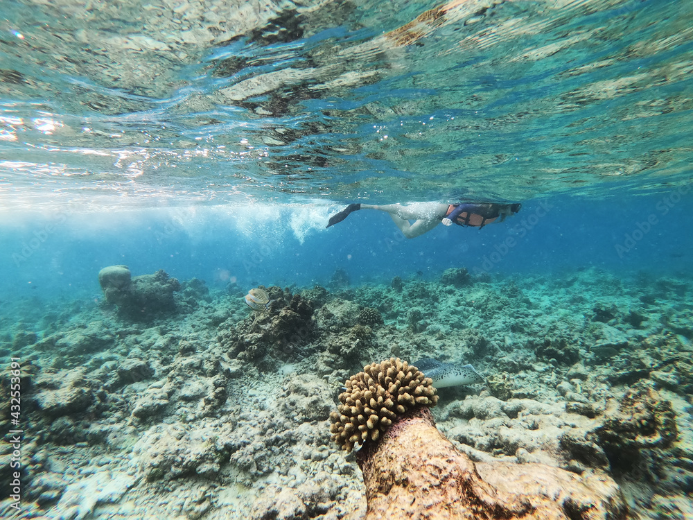 Fototapeta premium Schools of colorful tropical fish swimming around corals on a tropical reef in Maldives.
