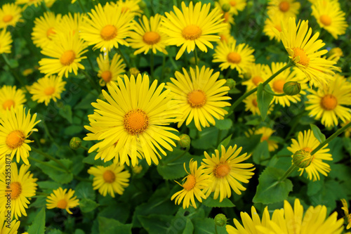 Beautiful yellow daisies as a background image.