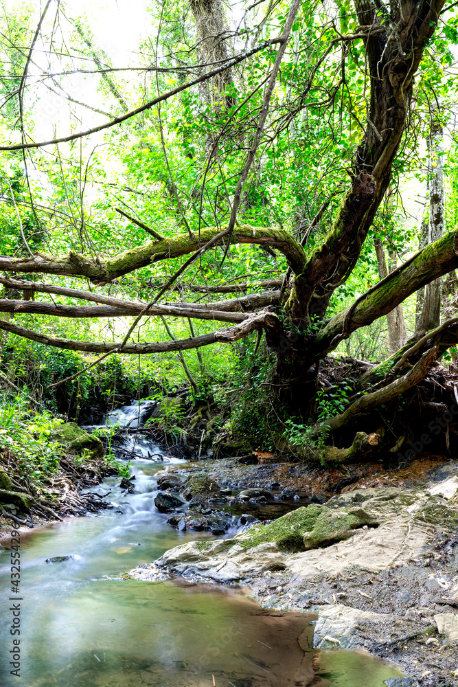 Walk through the Andalusia's forests Walk through the Andalusia's forests
