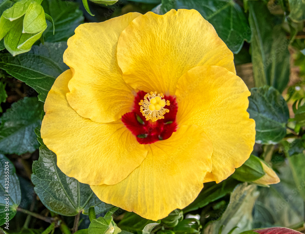 vivid yellow hibiscus Hawaiin flower closeup in the garden vivid yellow hibiscus Hawaiin flower closeup in the garden