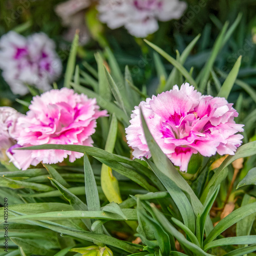 Fototapeta Naklejka Na Ścianę i Meble -  colorful pink carnation flowers closeup in the garden