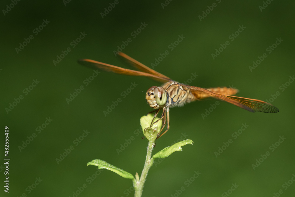 Blue eyes dragonfly