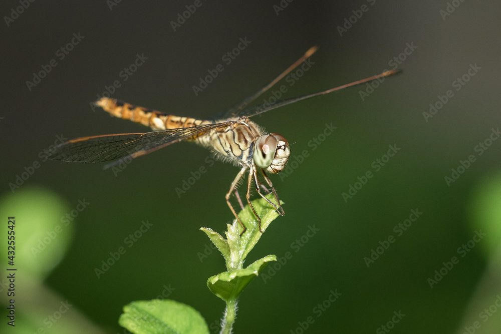 Blue eyes dragonfly