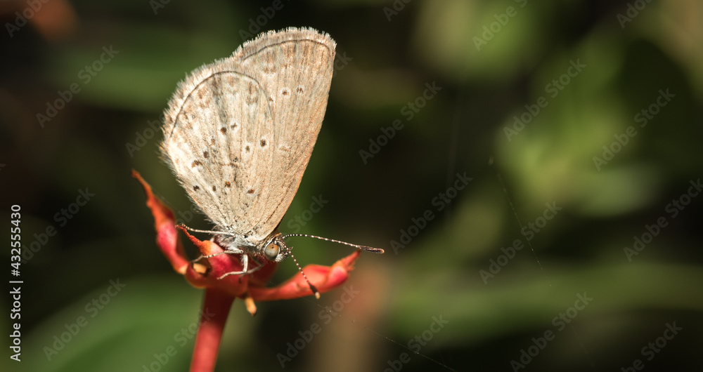 Small butterfly.